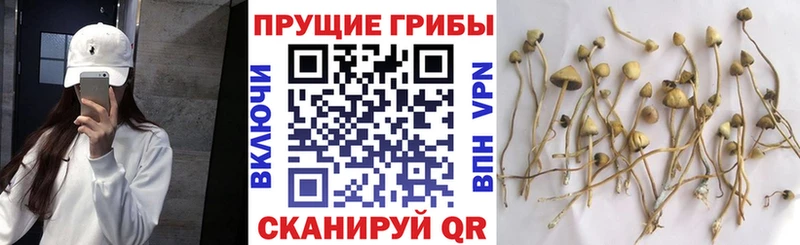 Галлюциногенные грибы прущие грибы  продажа наркотиков  Александровск 